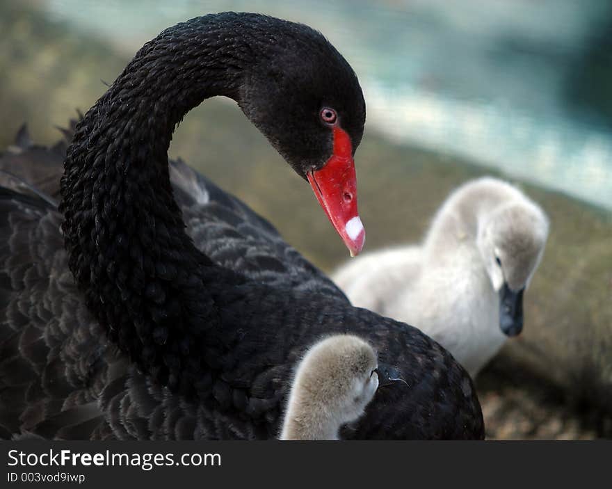 Swan with nestlings