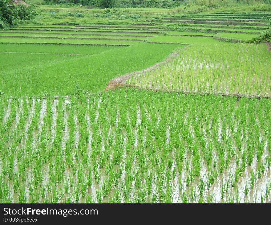 Rice plantation in Asia. Rice plantation in Asia