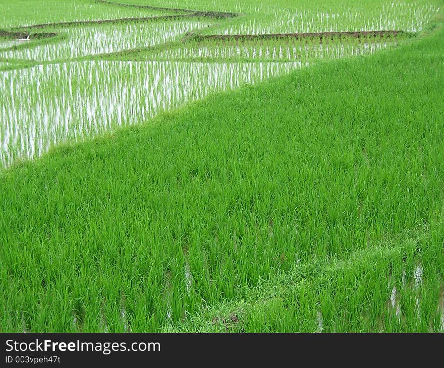 Rice plantation in Asia