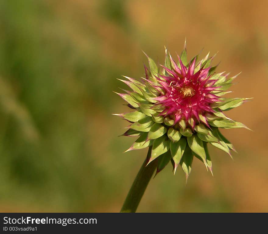 Red an green thorn, thistle, spike