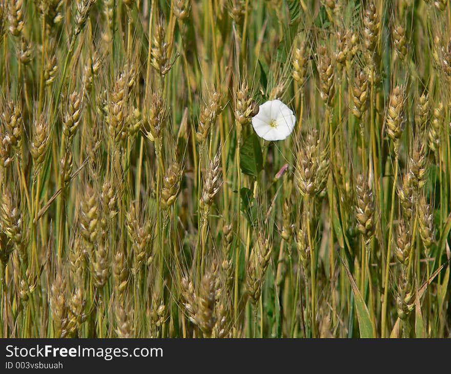 White flower on a wheat field in summer time