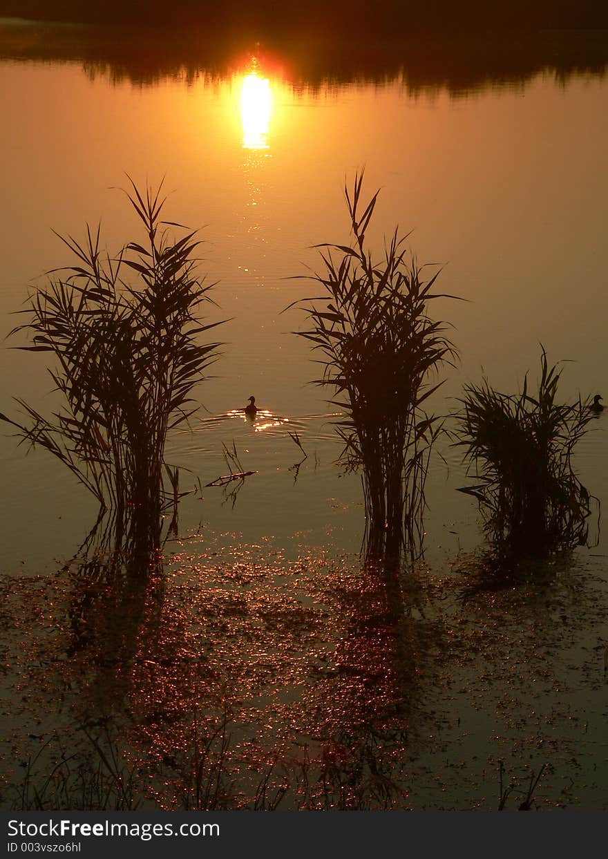 Sunrice on a lake near Bucharest, Romania, Europe. Sunrice on a lake near Bucharest, Romania, Europe