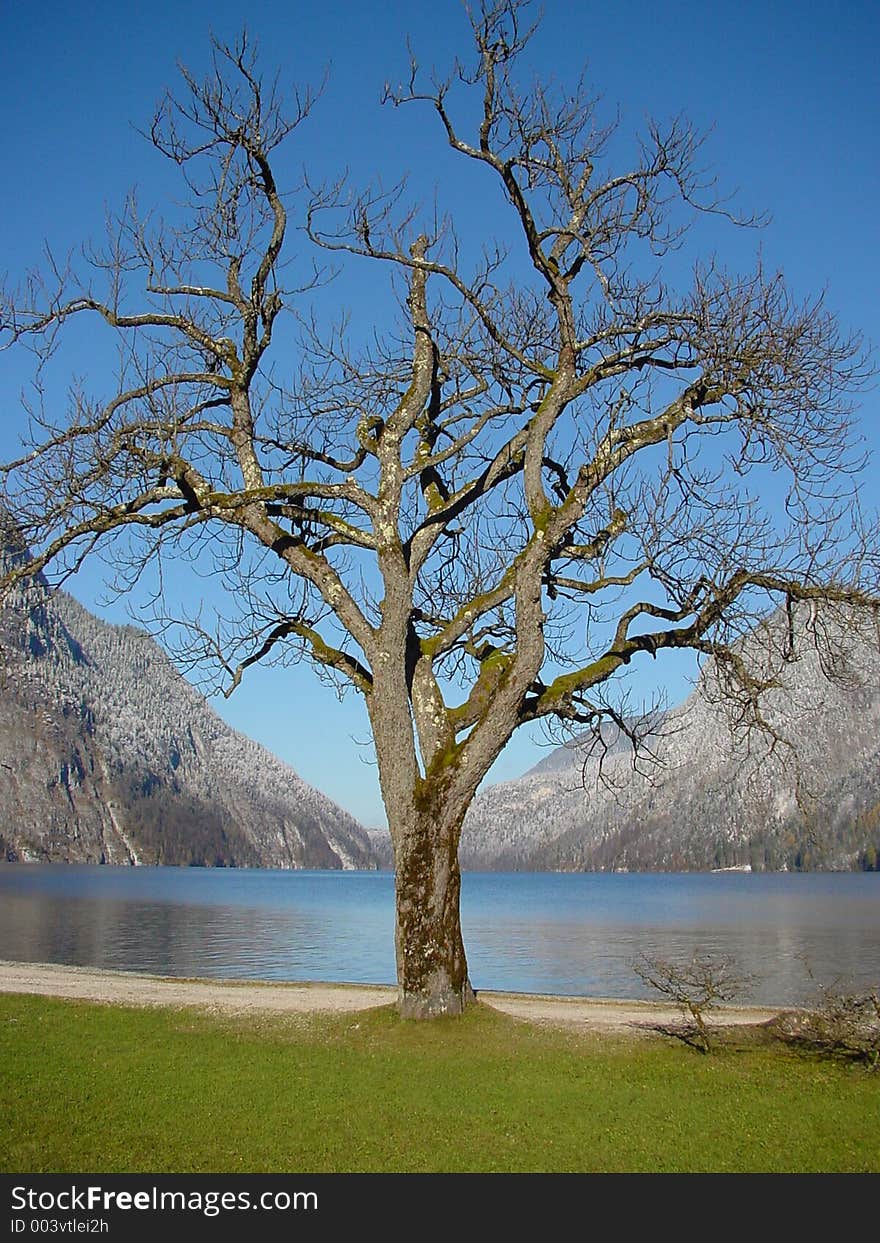 Tree. winter in koenigsee. germany, bayern.