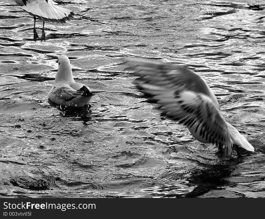 Flying sea-gull on a lake in winter