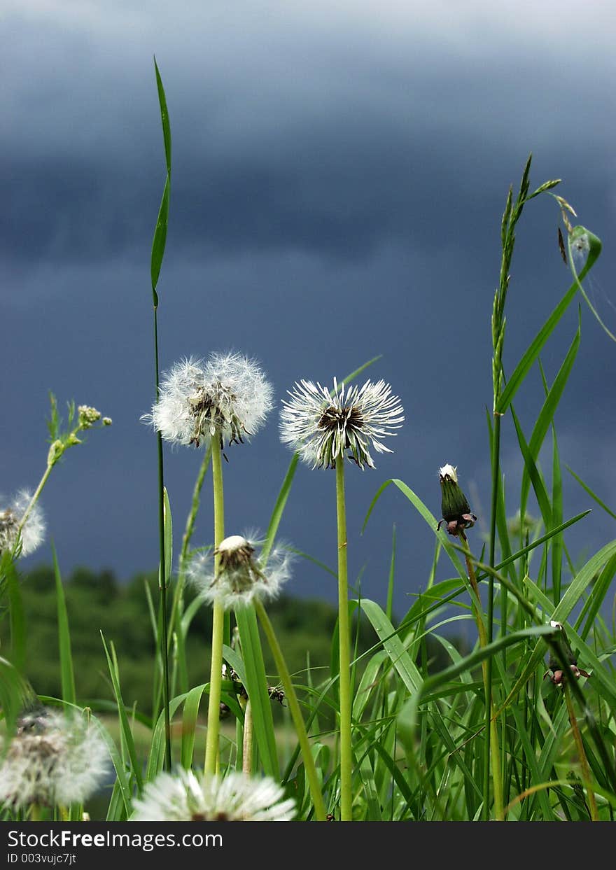 Wet Dandelions