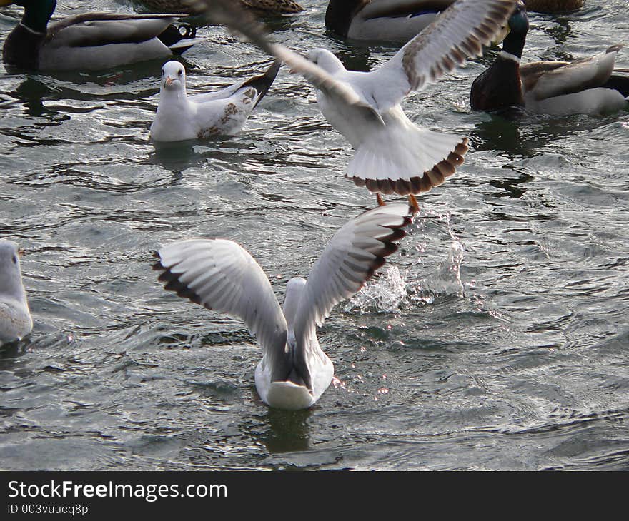 Sea-gulls on a lake