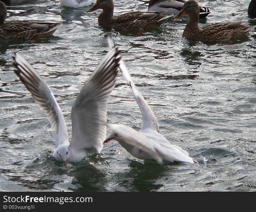 Take-off seagulls and duks swimmi. Take-off seagulls and duks swimmi