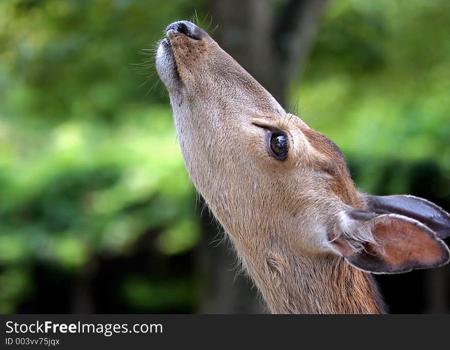 Deer looking upwards. Deer looking upwards