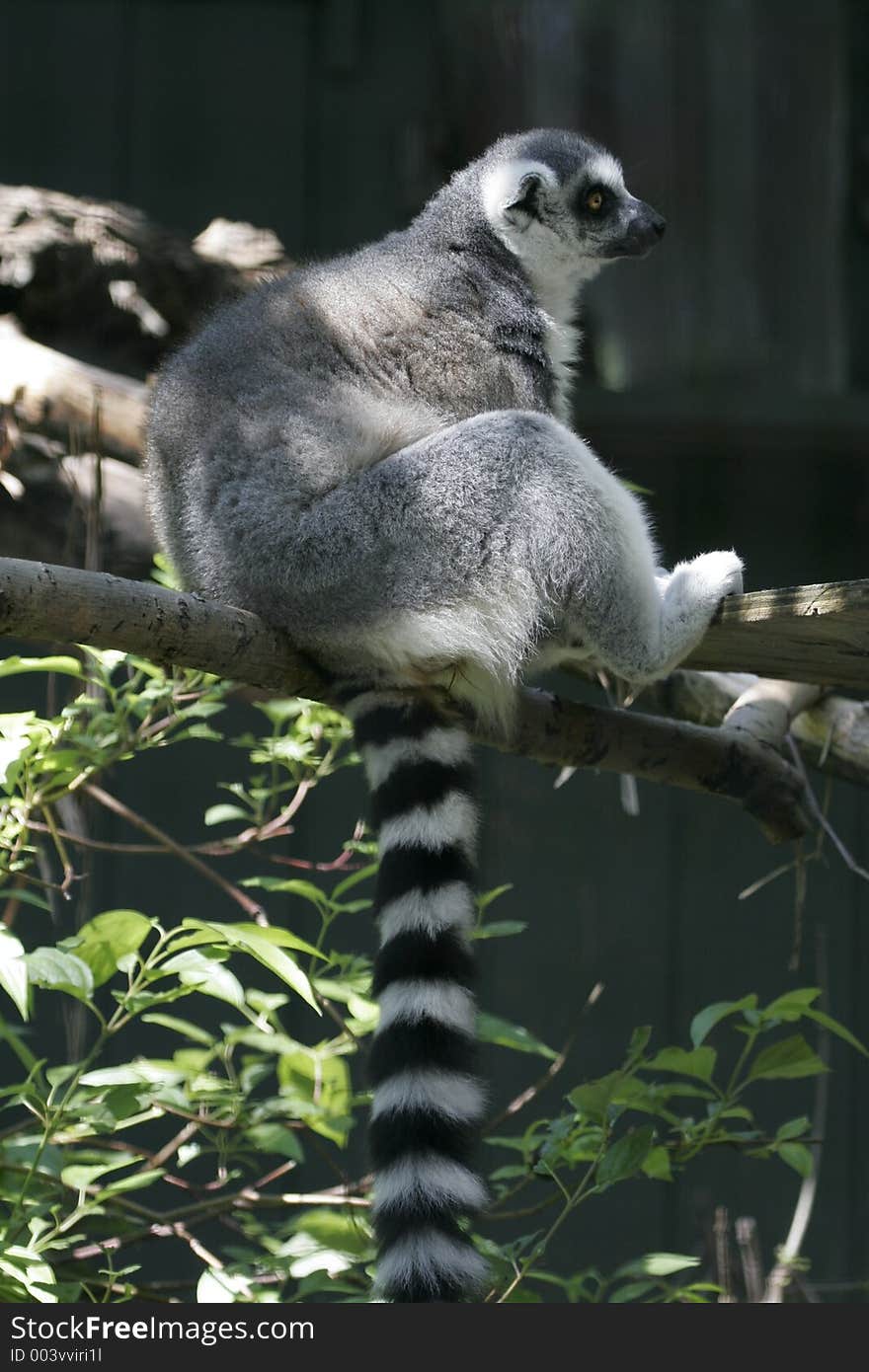 Ringtail Lemur