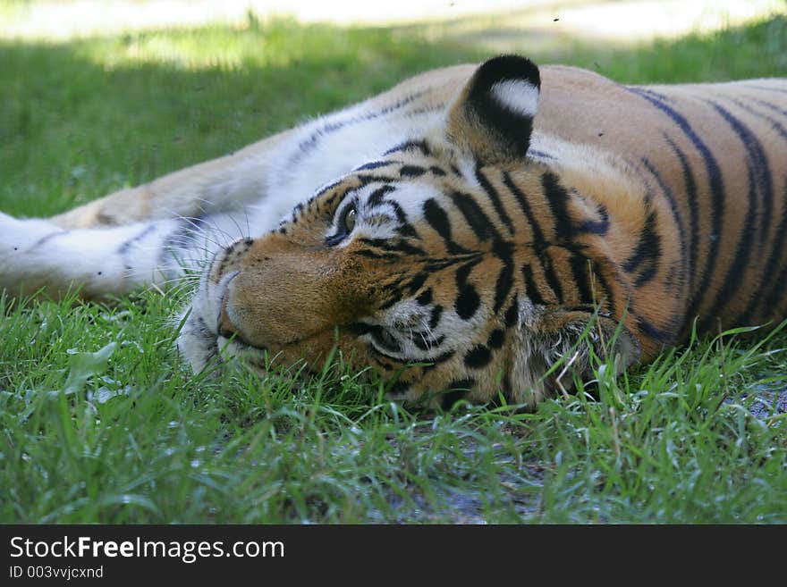 Sleeping tiger