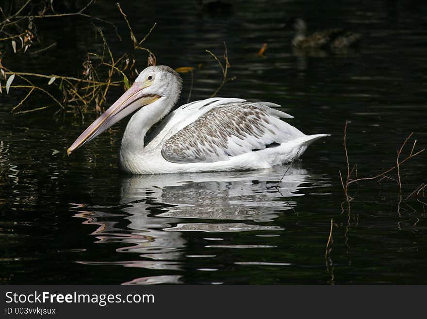 Pelican