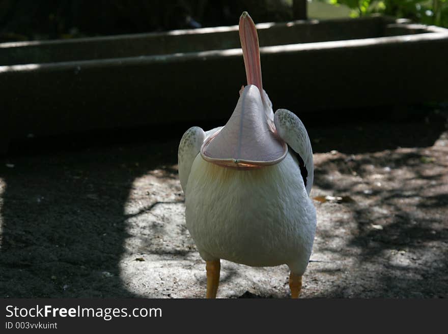 Pelican