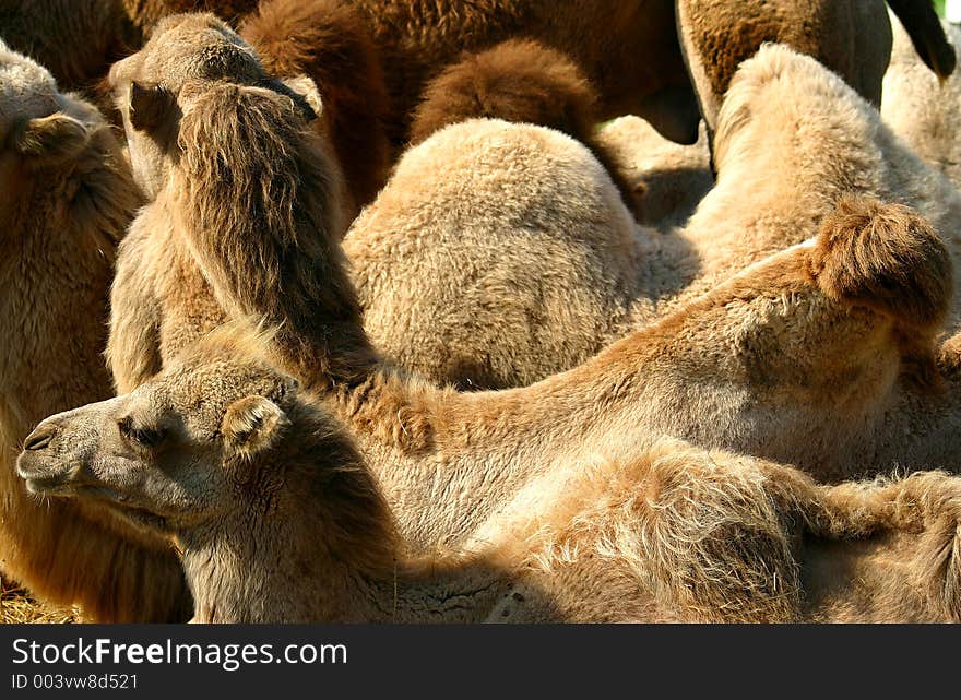 Cool camels