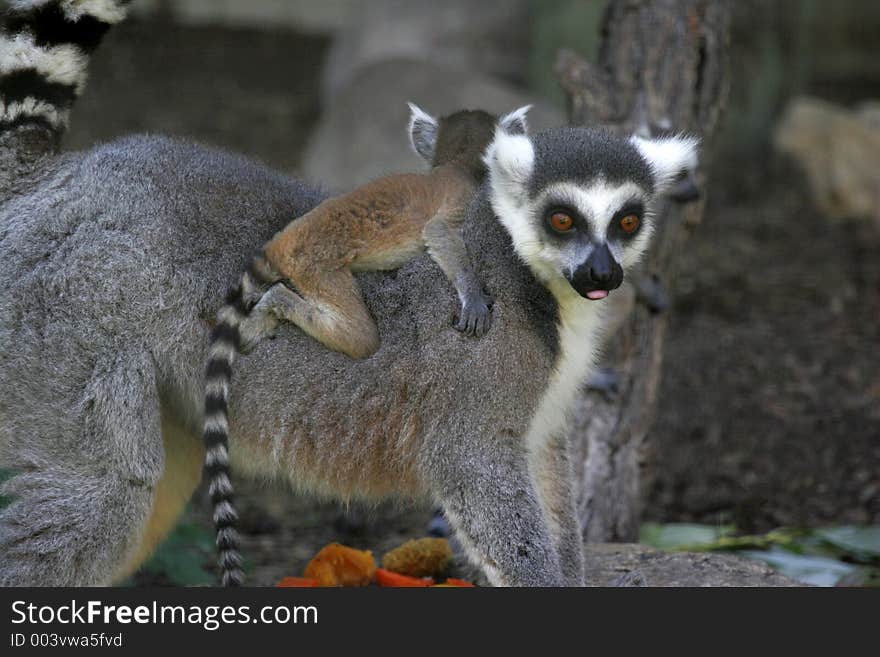 Ringtail Lemur