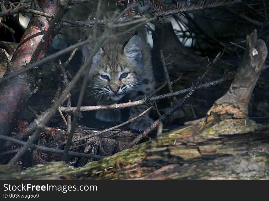 Bobcat Kitten