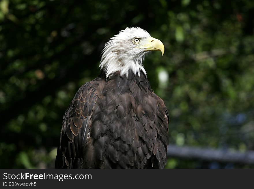 Bald Eagle