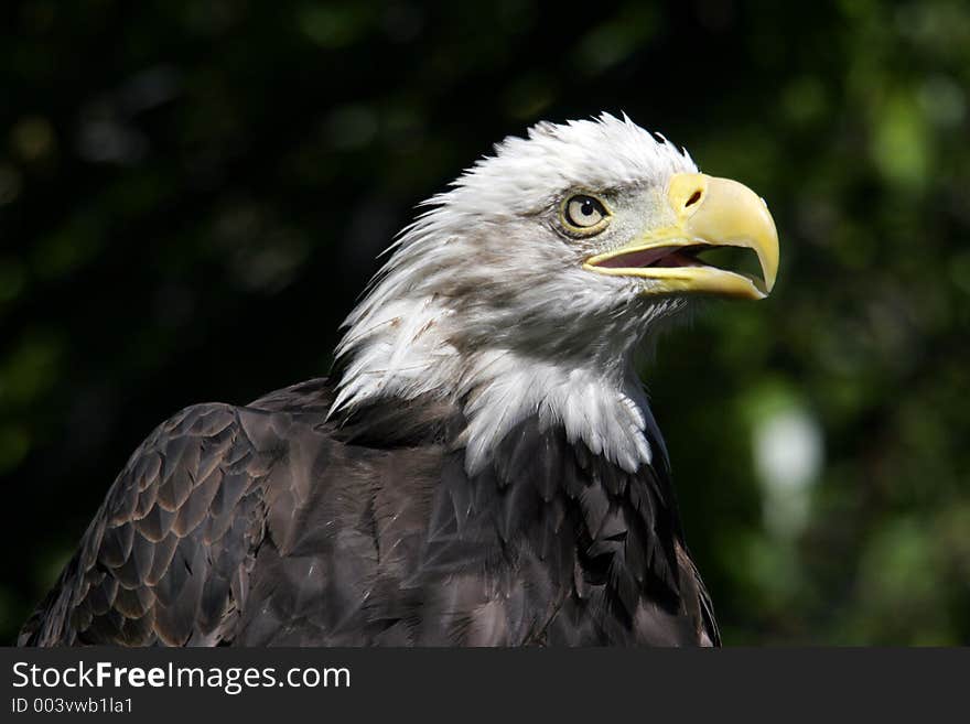 A bald eagle head