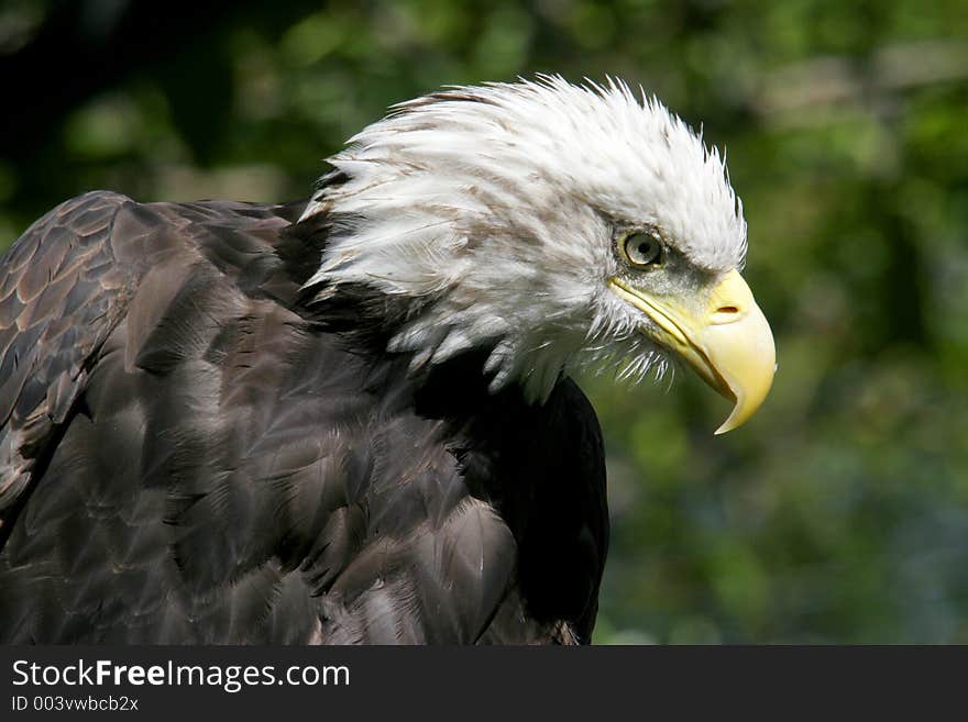 An eagle head