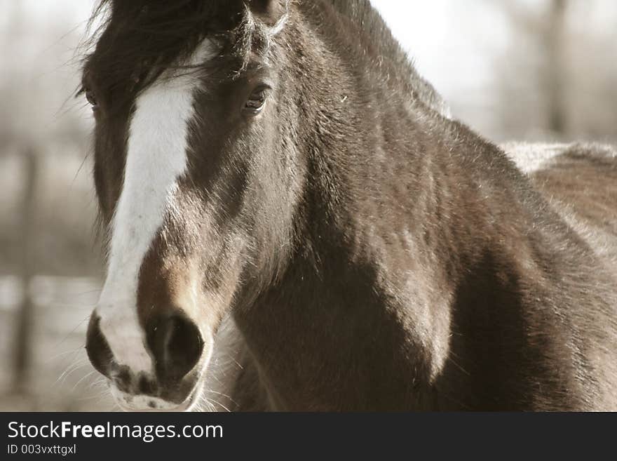 A lonley horse.