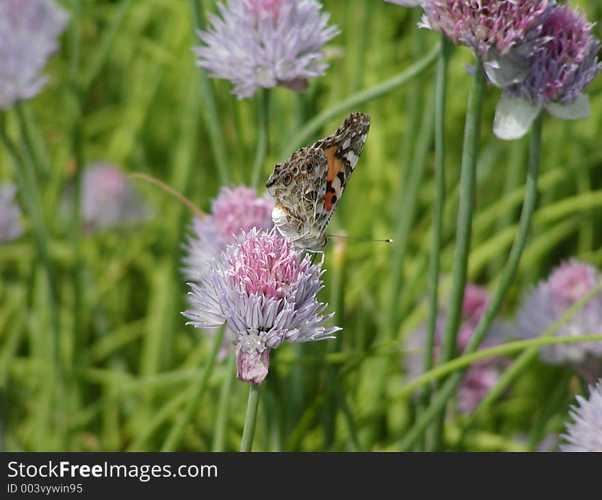 Butterfly On Flower