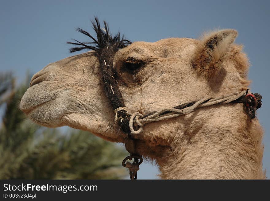 Beduin camel profile