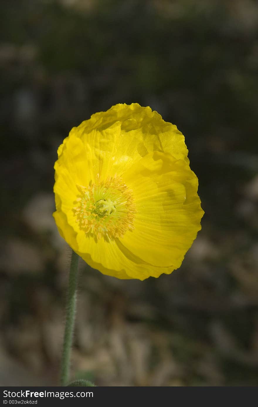 Yellow poppy. Yellow poppy