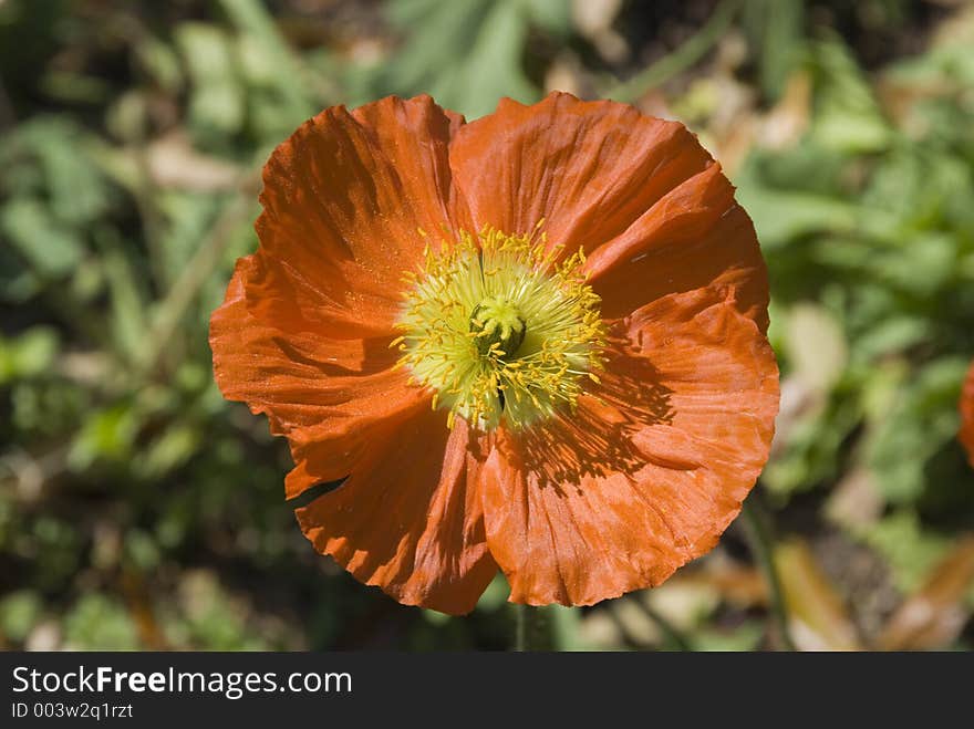 Orange poppy. Orange poppy