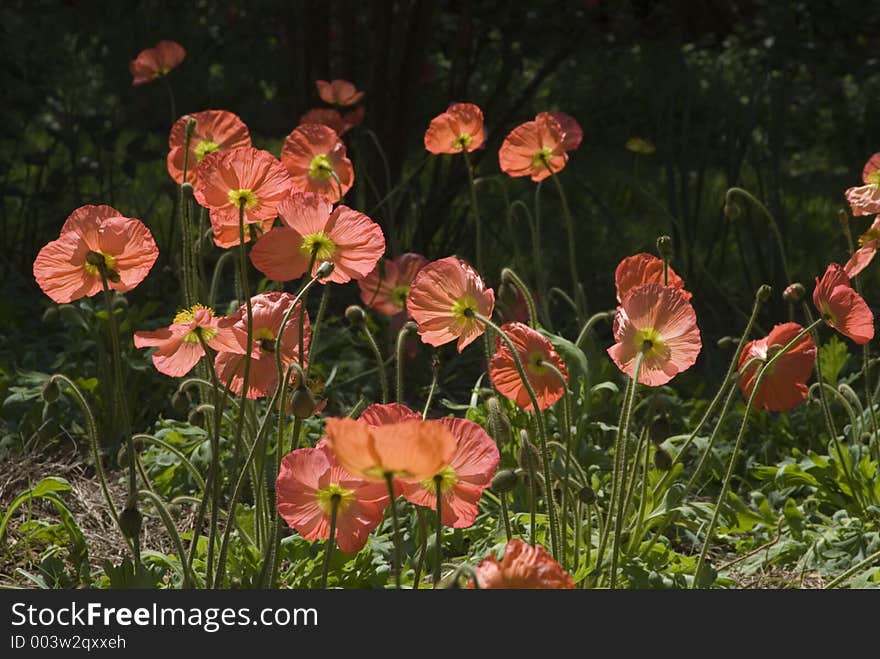 Field of poppies