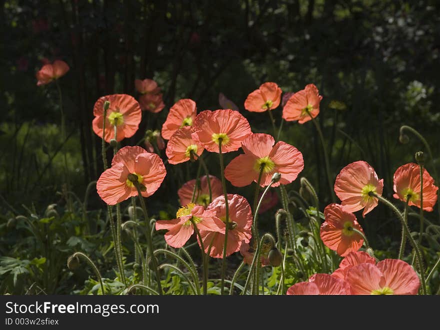 Field of poppies