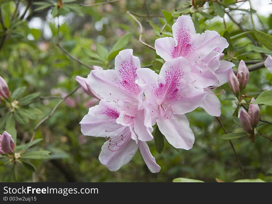 Azaleas beginning to bloom. Azaleas beginning to bloom