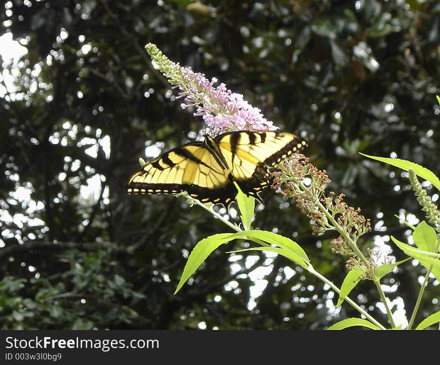 A brigth yellow butterfly perched on a purple flower.