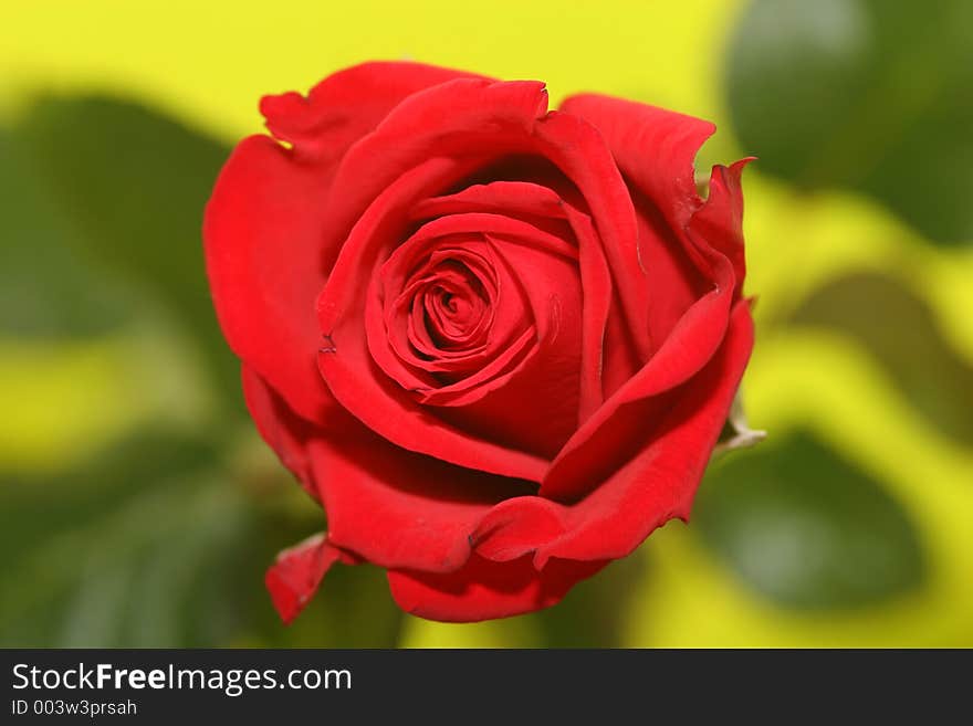 Selective focus on red rose with stalk and leaves blurred. Selective focus on red rose with stalk and leaves blurred