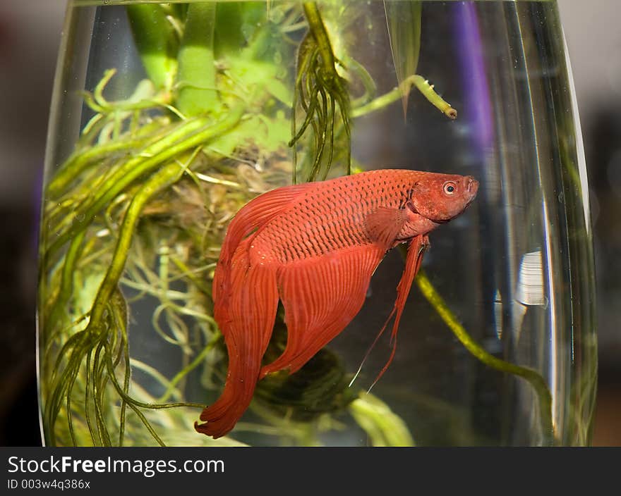 Water life fish in aquarium