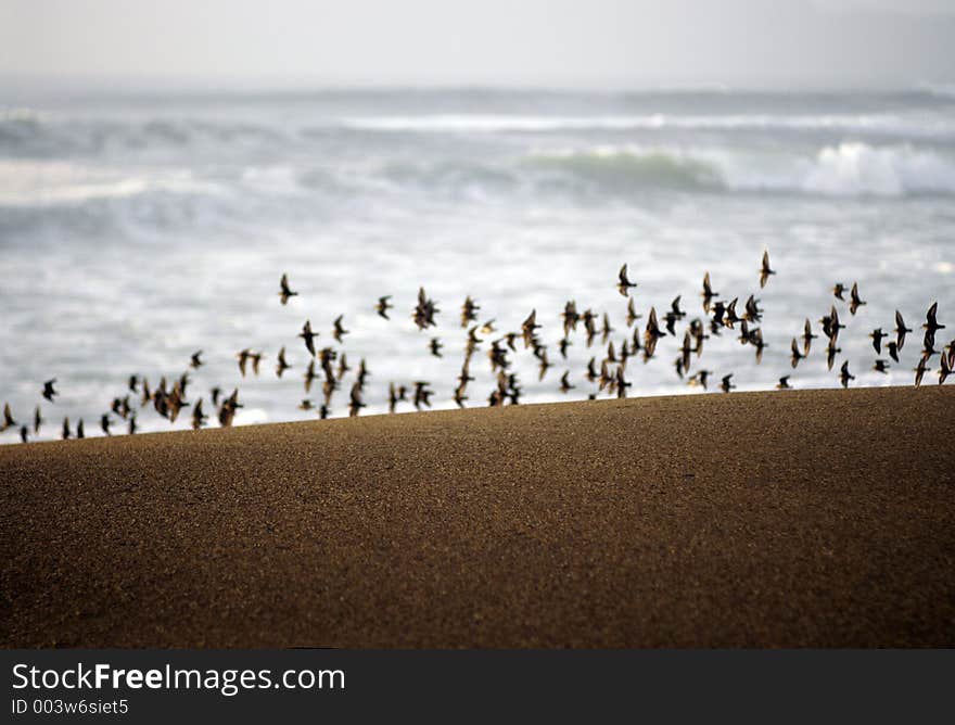 A bank of sand left crisp and smooth by the retreating tide, between this and a rough sea a flight of birds goes by. A bank of sand left crisp and smooth by the retreating tide, between this and a rough sea a flight of birds goes by