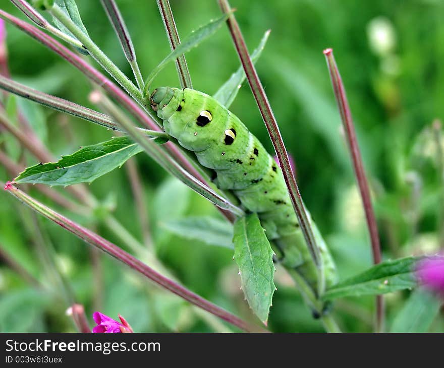 Caterpillar of butterfly Deilephila elpenor on Epilobium palustre.