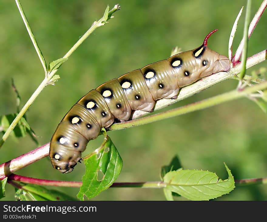 A caterpillar of butterfly Celerio galiifamilies Sphingidae. Length of a body about 55 mm. The photo is made in Moscow areas (Russia). Original date/time: 2001:08:05 12:01:40. A caterpillar of butterfly Celerio galiifamilies Sphingidae. Length of a body about 55 mm. The photo is made in Moscow areas (Russia). Original date/time: 2001:08:05 12:01:40.