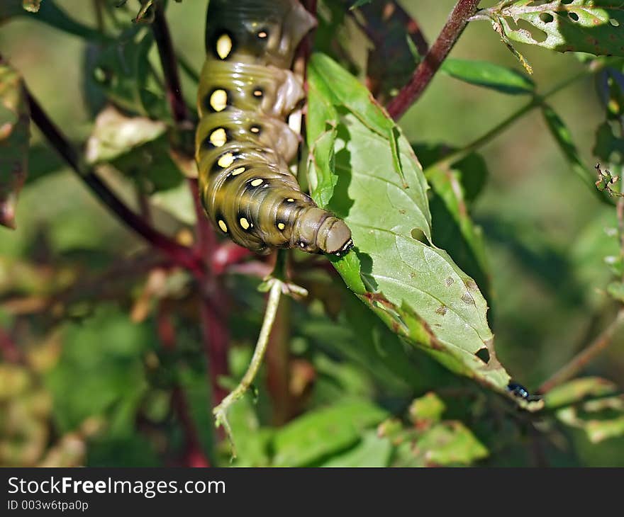 A caterpillar of butterfly Celerio galii families Sphingidae. Length of a body about 55 mm. The photo is made in Moscow areas (Russia). Original date/time: 2001:08:05 13:06:16. A caterpillar of butterfly Celerio galii families Sphingidae. Length of a body about 55 mm. The photo is made in Moscow areas (Russia). Original date/time: 2001:08:05 13:06:16.