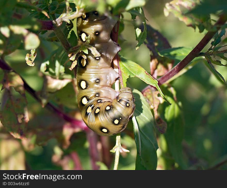 Caterpillar of butterfly Celerio galii.