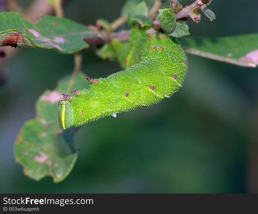 Caterpillar of butterfly Laothoe populi on a willow.