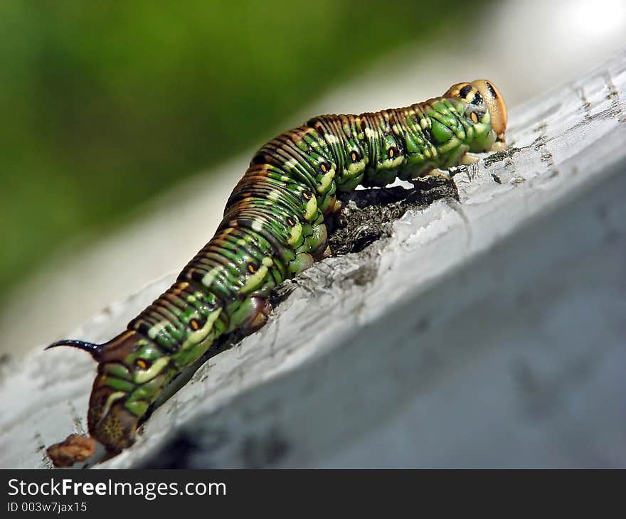 Caterpillar of butterfly Leucoma salicis