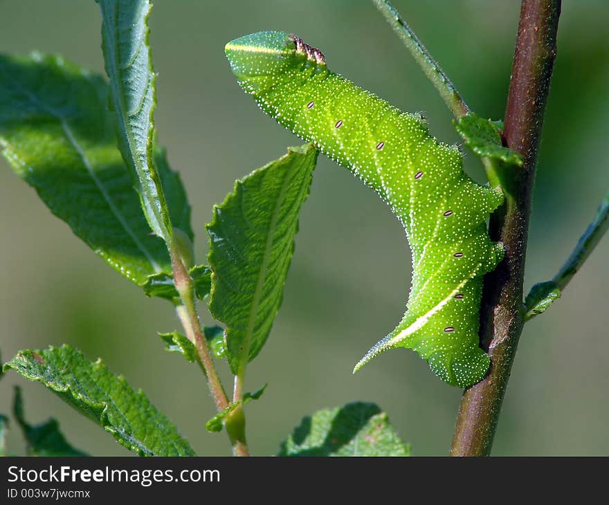 A caterpillar of butterfly Laothoe populi families Sphingidae. Length of a body about 55 mm. The photo is made in Moscow areas (Russia). Original date/time: 2004:08:06 11:19:01. A caterpillar of butterfly Laothoe populi families Sphingidae. Length of a body about 55 mm. The photo is made in Moscow areas (Russia). Original date/time: 2004:08:06 11:19:01.