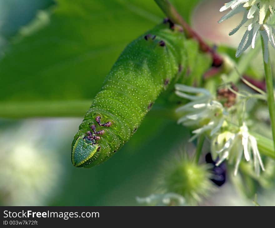 Caterpillar of butterfly Laothoe populi.