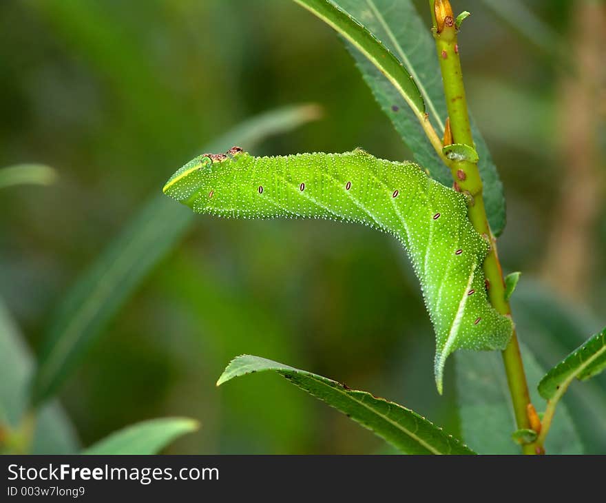 Caterpillar of butterfly Laothoe populi on a willow.