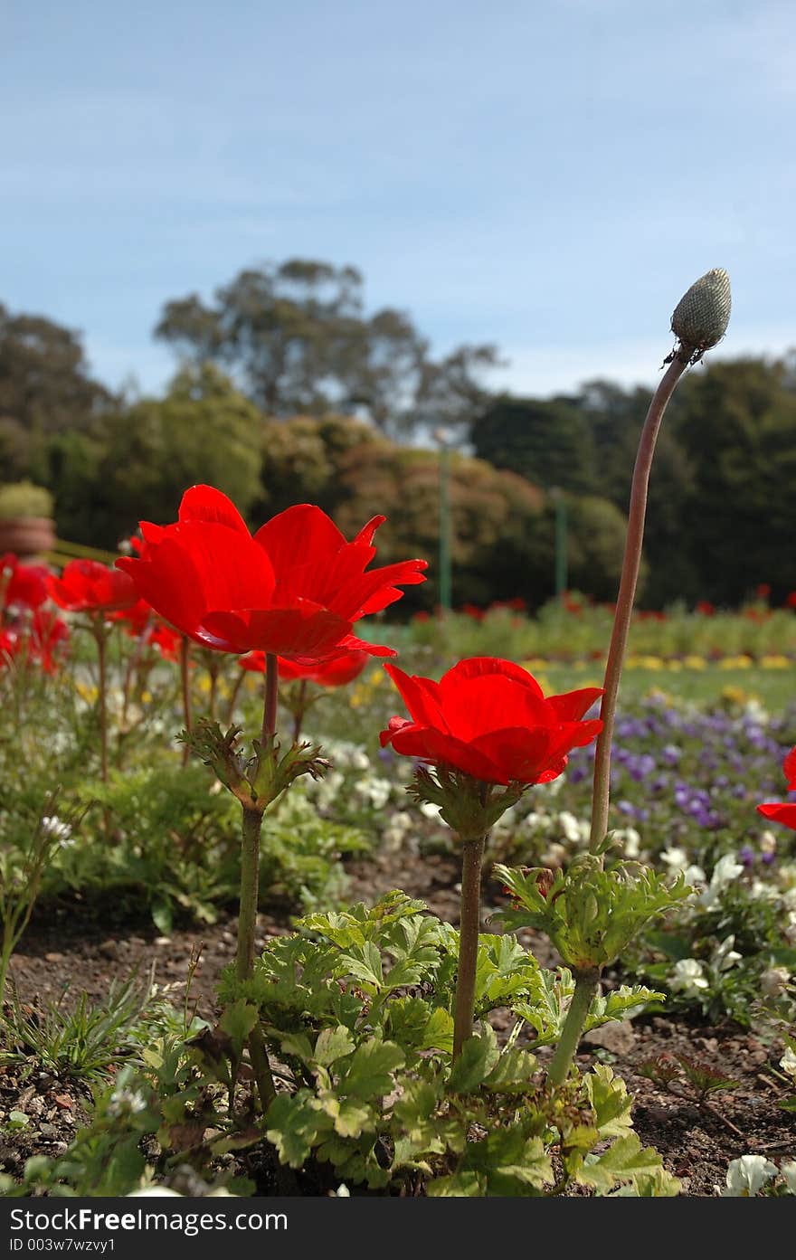 Red poppy flower