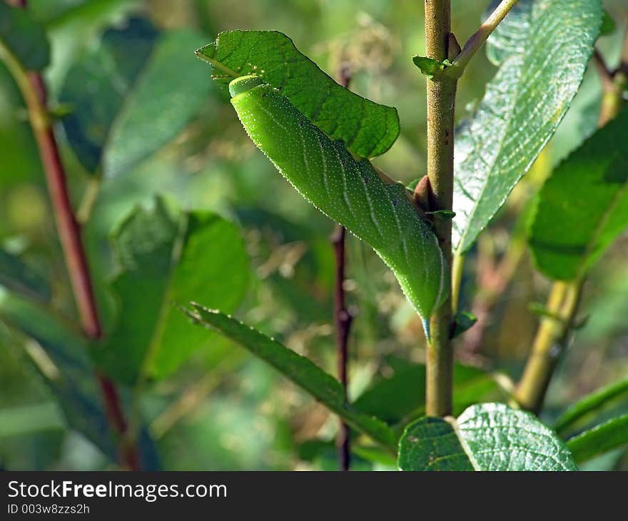 Caterpillar Of Butterfly Laothoe Populi On A Willow.