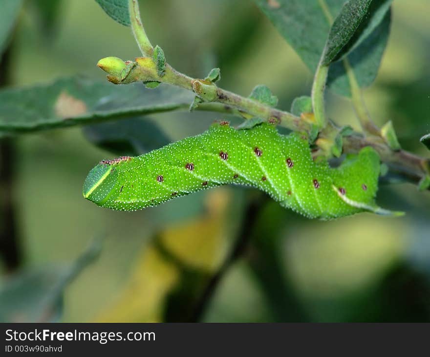 A caterpillar of butterfly Laothoe populi families Sphingidae. Length of a body about 55 mm. The photo is made in Moscow areas (Russia). Original date/time: 2004:08:22 10:38:49. A caterpillar of butterfly Laothoe populi families Sphingidae. Length of a body about 55 mm. The photo is made in Moscow areas (Russia). Original date/time: 2004:08:22 10:38:49.