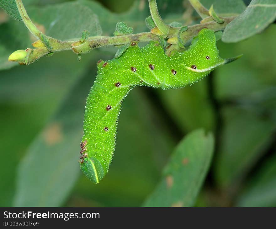 A caterpillar of butterfly Laothoe populi families Sphingidae. Length of a body about 55 mm. The photo is made in Moscow areas (Russia). Original date/time: 2004:08:22 10:40:05. A caterpillar of butterfly Laothoe populi families Sphingidae. Length of a body about 55 mm. The photo is made in Moscow areas (Russia). Original date/time: 2004:08:22 10:40:05.