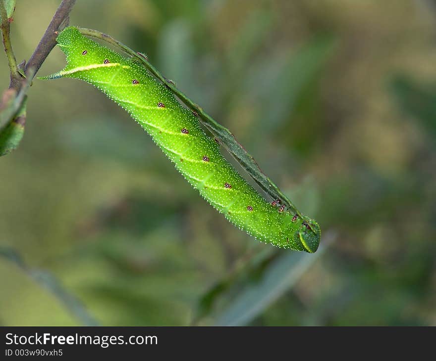 Caterpillar of butterfly Laothoe populi on a willow.