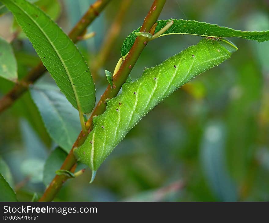 Caterpillar of butterfly Laothoe populi on a willow.