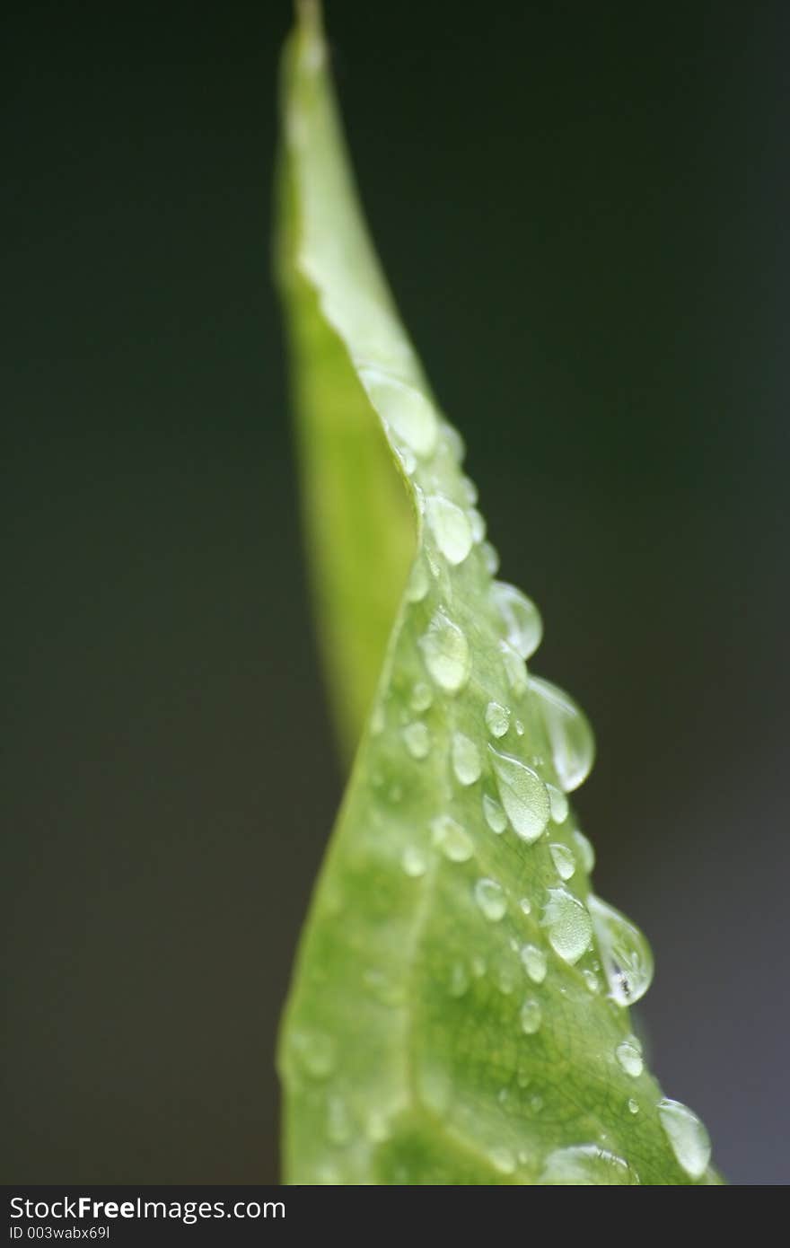 Macro of green leaf with water drops. Macro of green leaf with water drops.